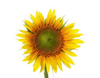 Photo of Beautiful bright blooming sunflower isolated on white