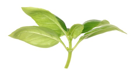 Photo of Fresh green basil leaves isolated on white