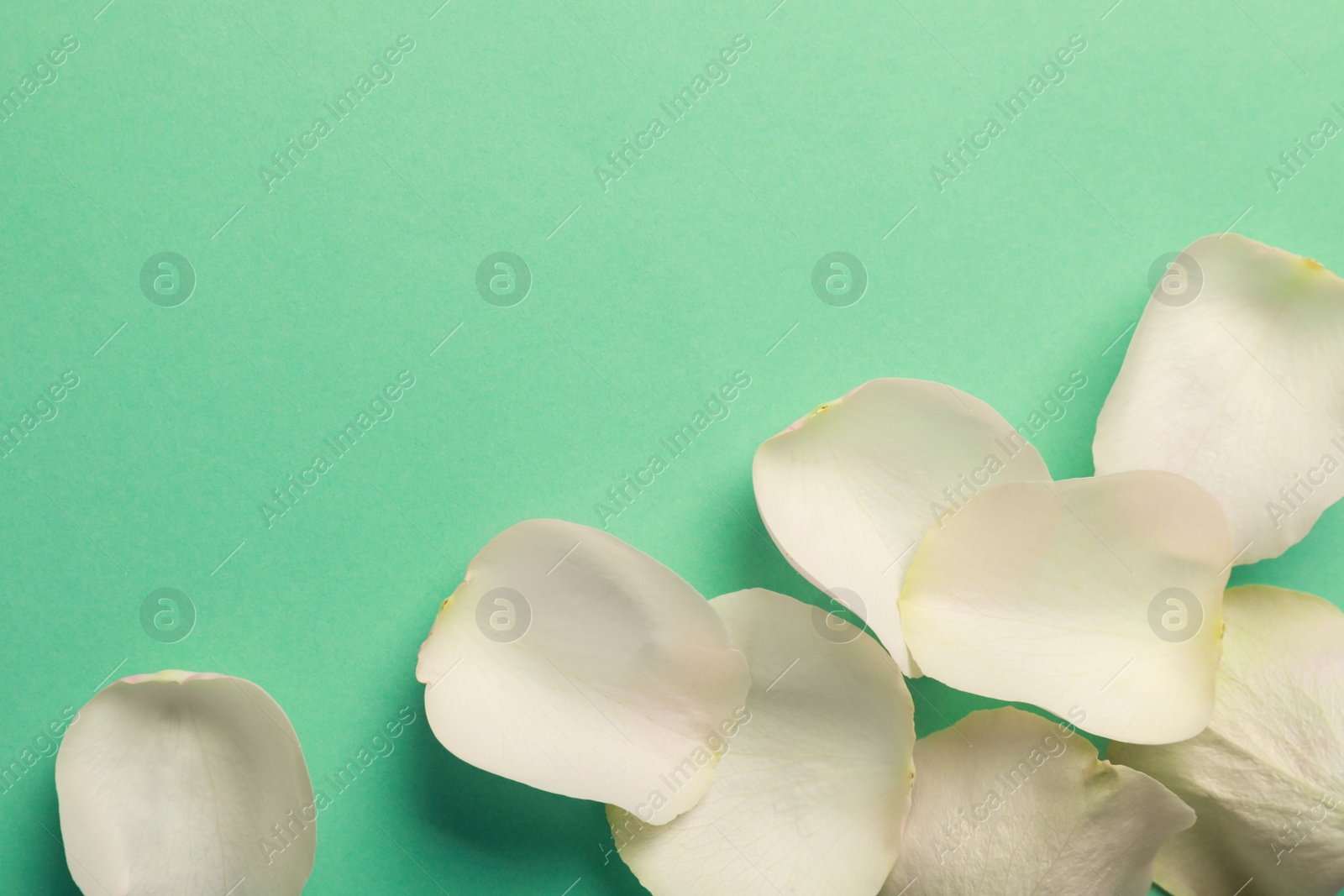 Photo of Beautiful white petals on green background, flat lay. Space for text