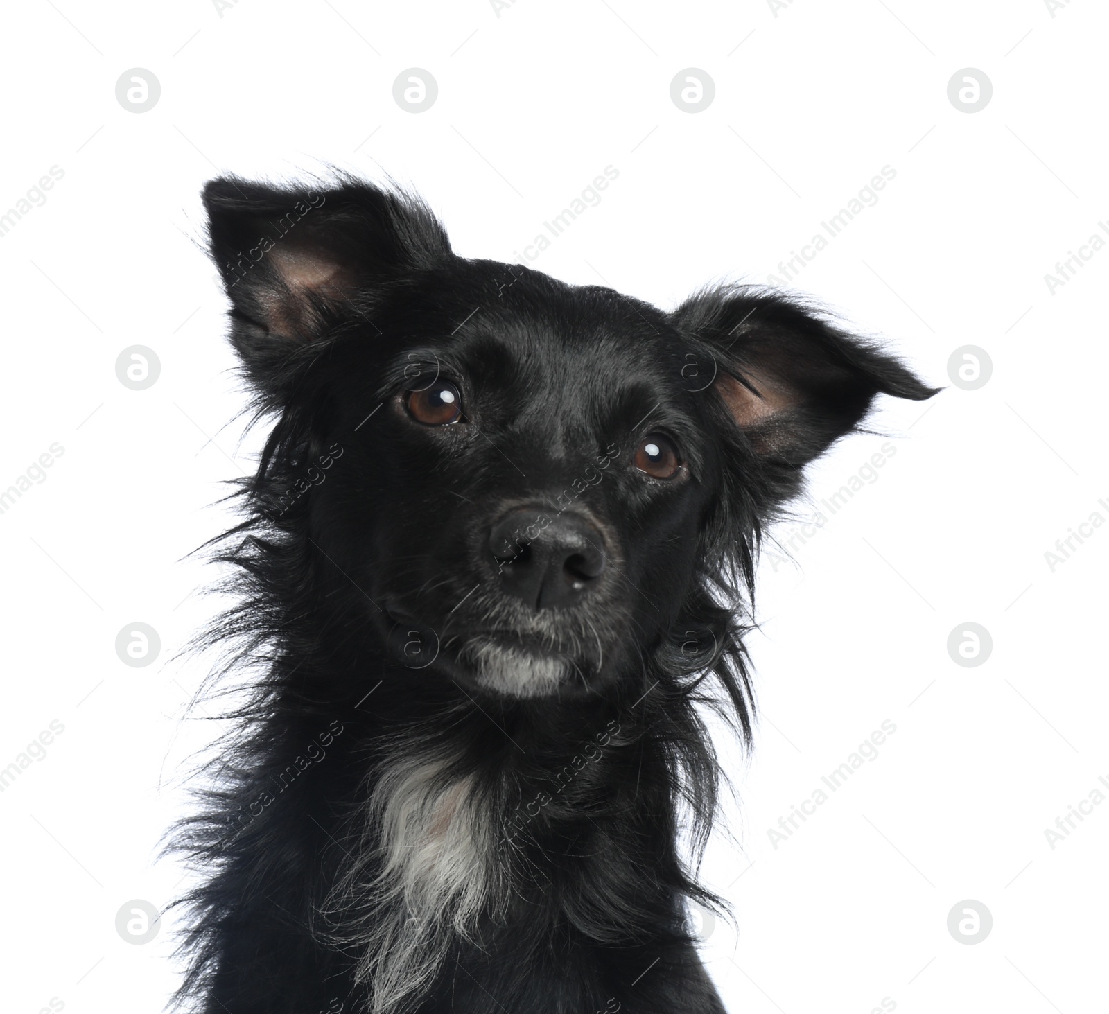 Photo of Cute long haired dog on white background