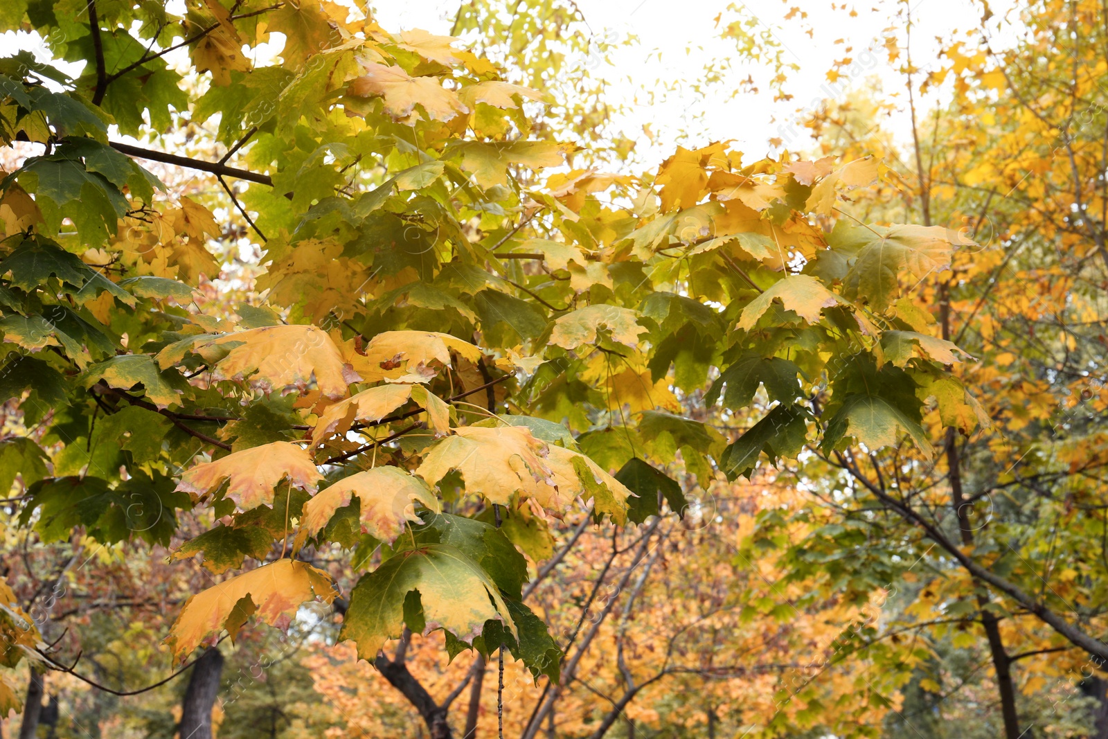 Photo of Beautiful view of branch with leaves on autumn day