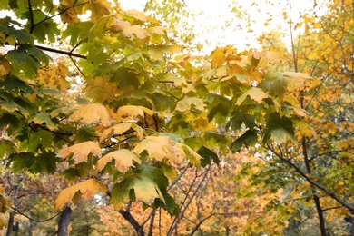 Beautiful view of branch with leaves on autumn day