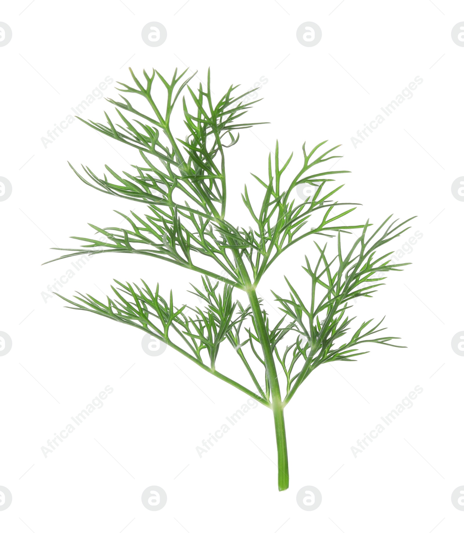 Photo of Sprig of fresh dill isolated on white