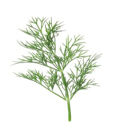 Sprig of fresh dill isolated on white