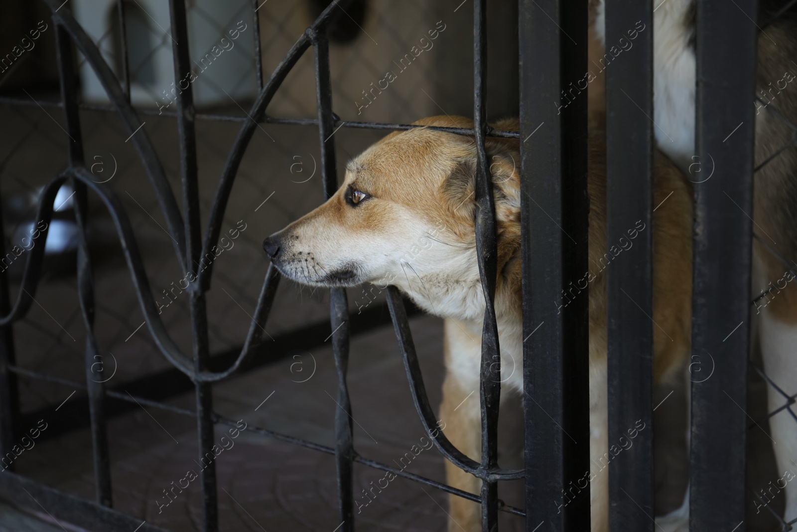 Photo of Homeless dog in cage at animal shelter