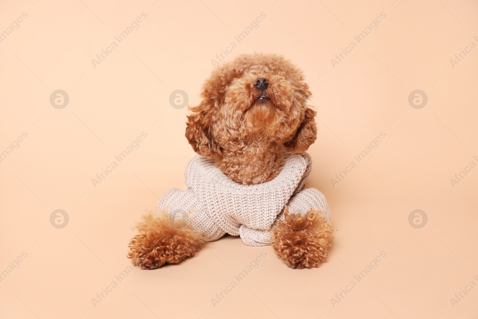 Photo of Cute Maltipoo dog in knitted warm sweater on beige background