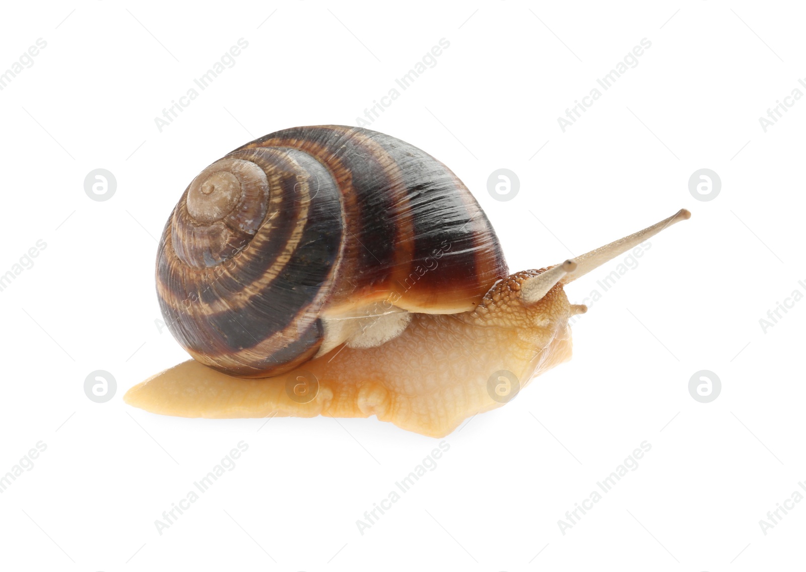 Photo of Common garden snail crawling on white background