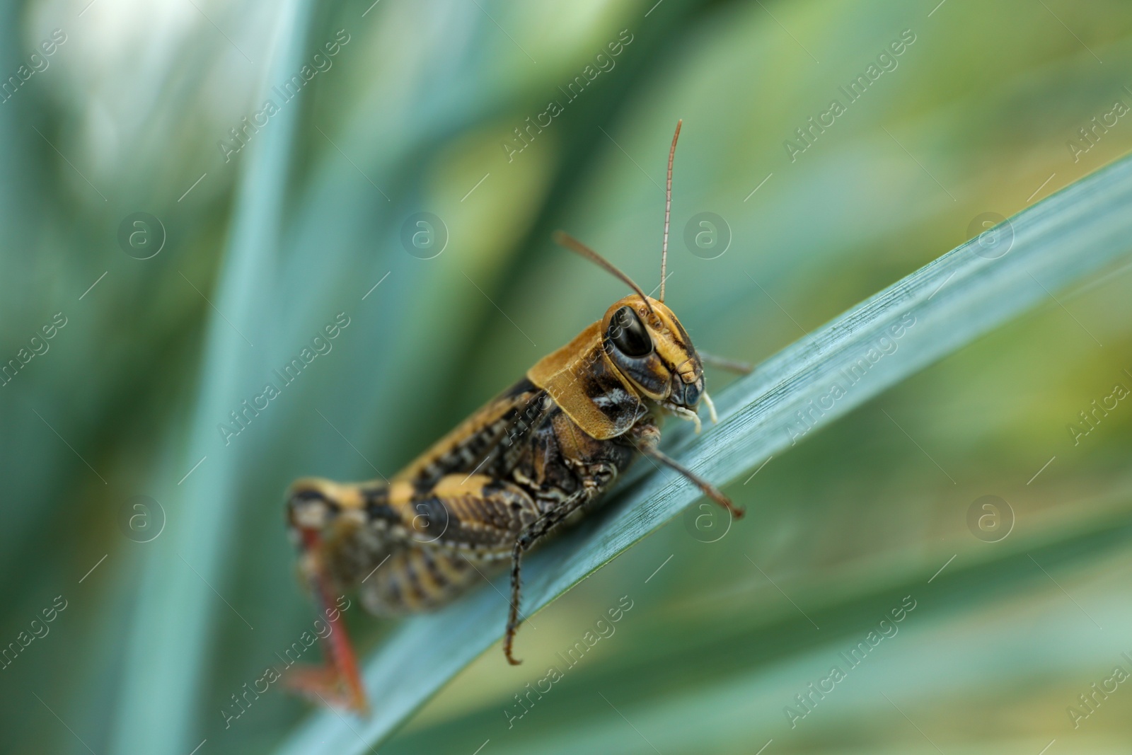 Photo of Common grasshopper on green leaf outdoors. Wild insect