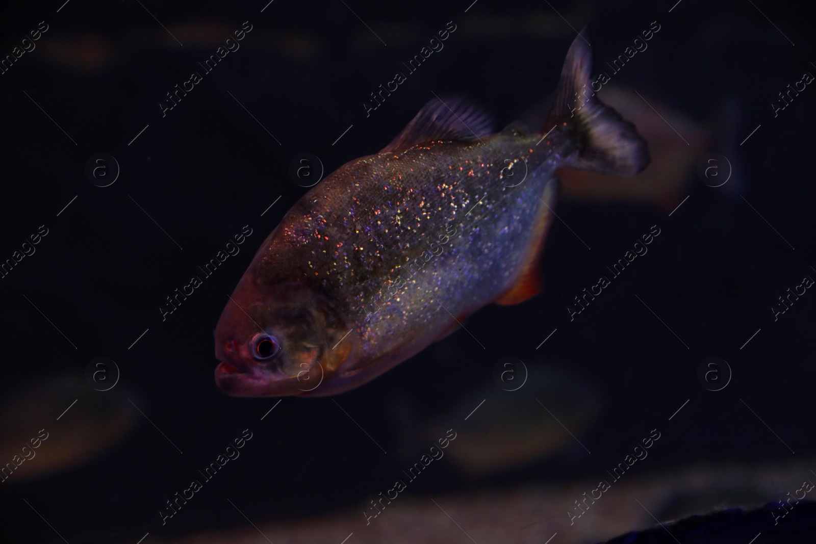 Photo of Shiny piranha fish swimming in dark aquarium