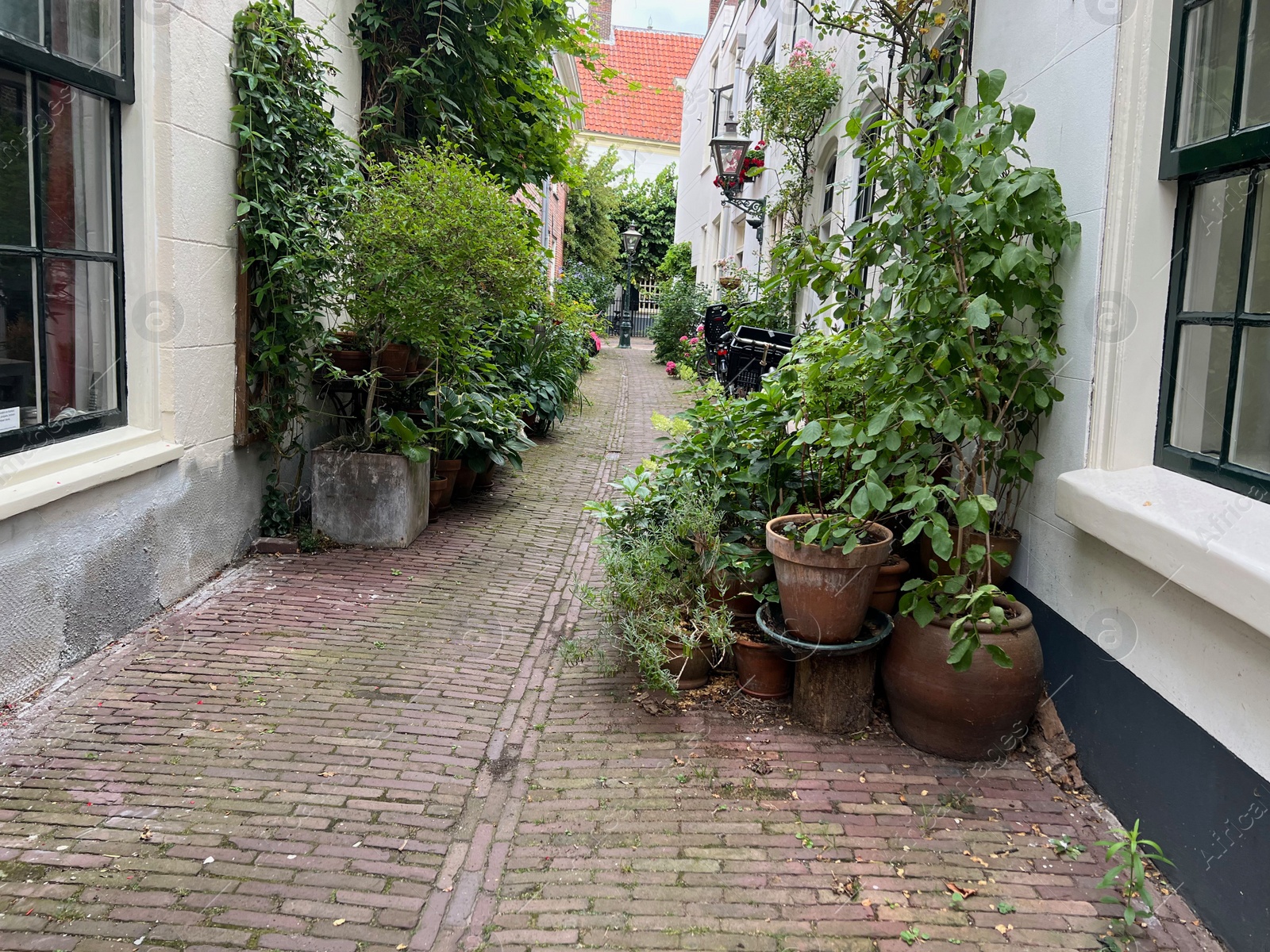 Photo of LEIDEN, NETHERLANDS - JULY 22, 2022: Beautiful view of city street with buildings and plants on sunny day