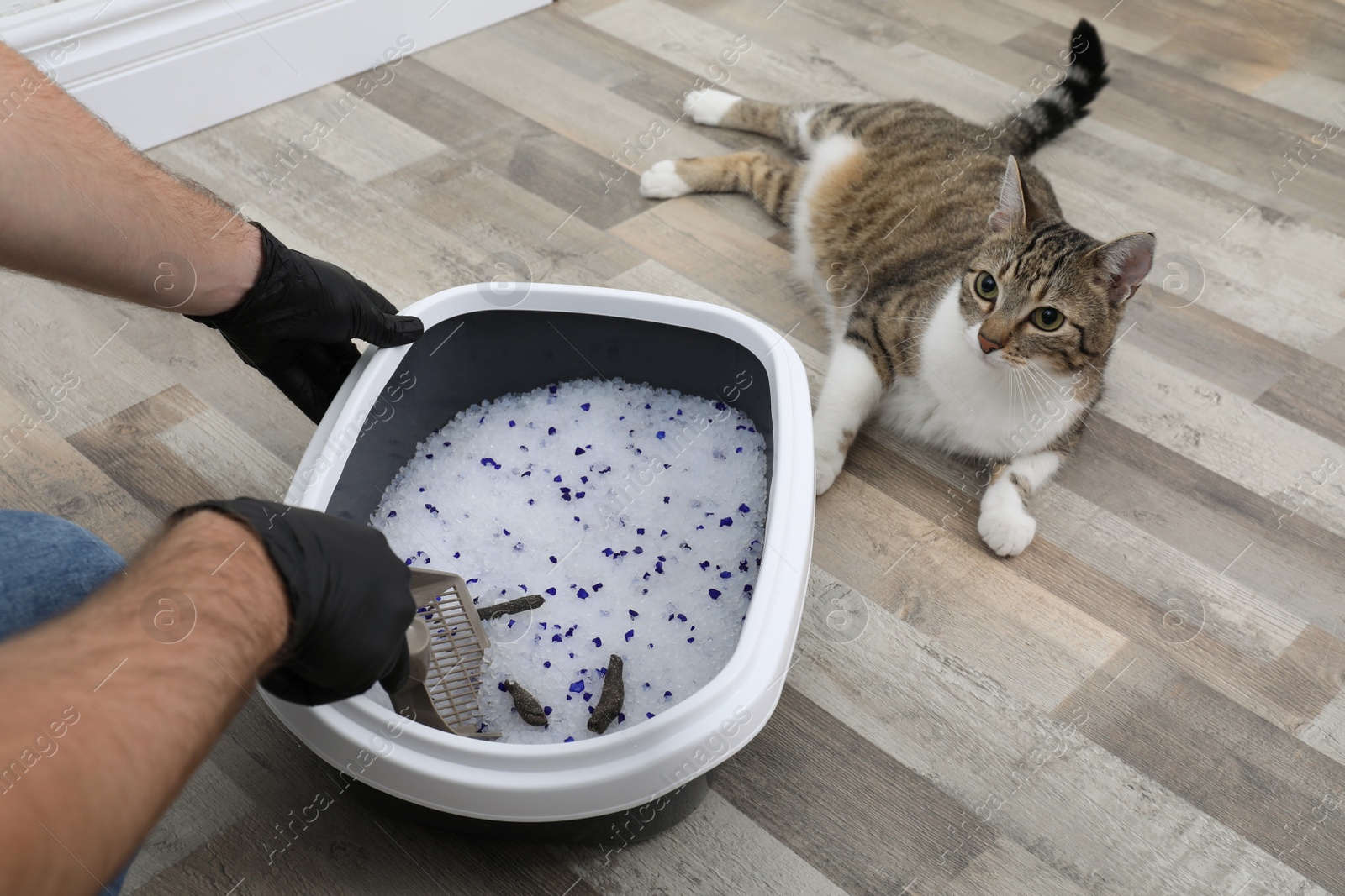 Photo of Man in gloves cleaning cat litter tray at home, closeup