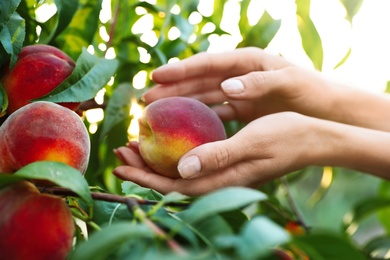 Photo of Woman holding fresh ripe peach in garden, closeup view