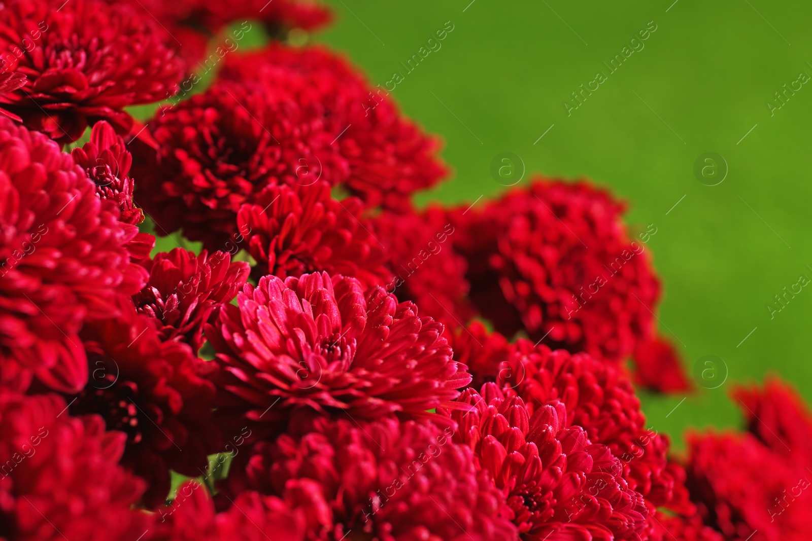 Photo of Beautiful chrysanthemum flowers on bright background, closeup view