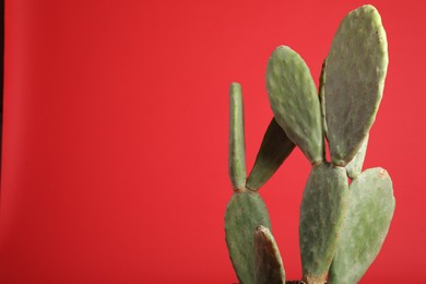 Photo of Beautiful cactus on red background, space for text. Tropical plant