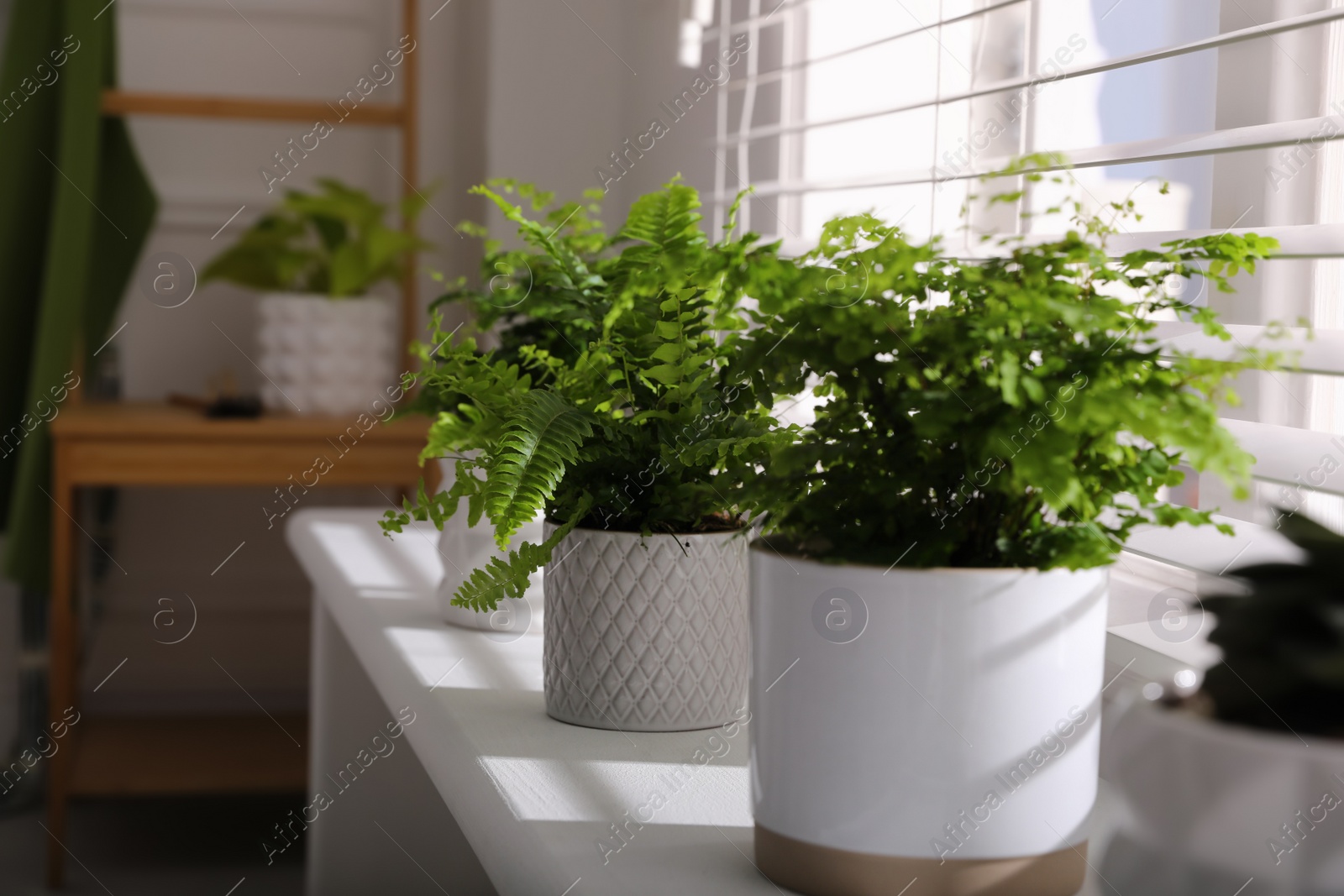 Photo of Beautiful fresh ferns in pots on window sill indoors. Space for text