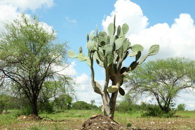 Photo of Beautiful green prickly pear cactus growing outdoors