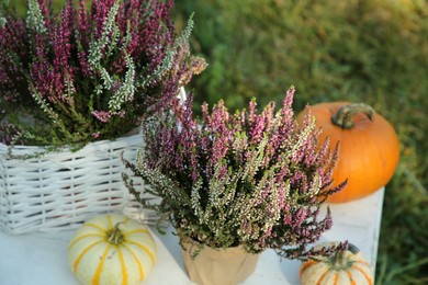 Beautiful heather flowers and pumpkins on white table outdoors