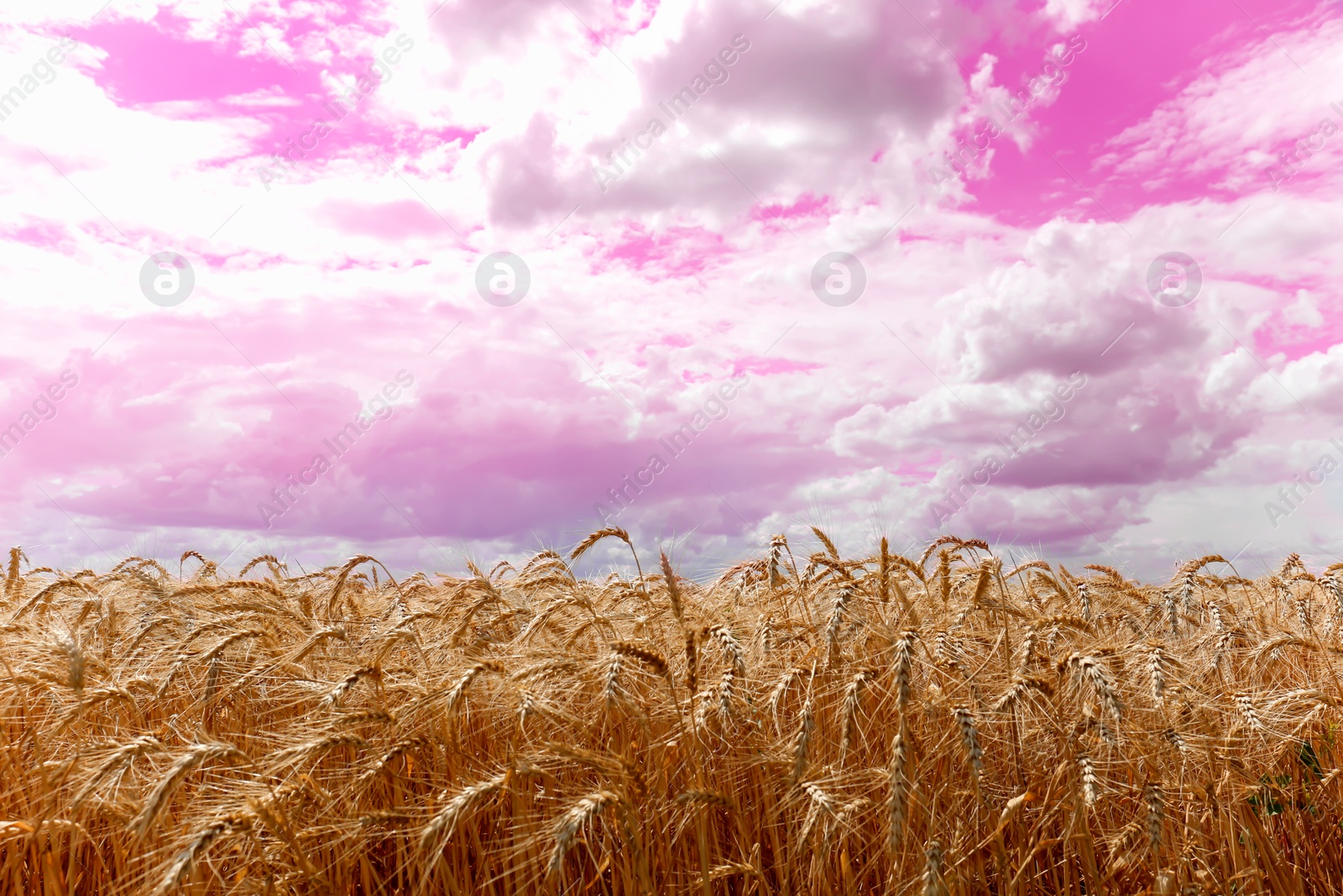 Image of Amazing pink sky with fluffy clouds over field of golden wheat