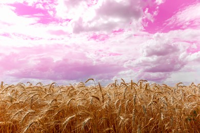 Amazing pink sky with fluffy clouds over field of golden wheat