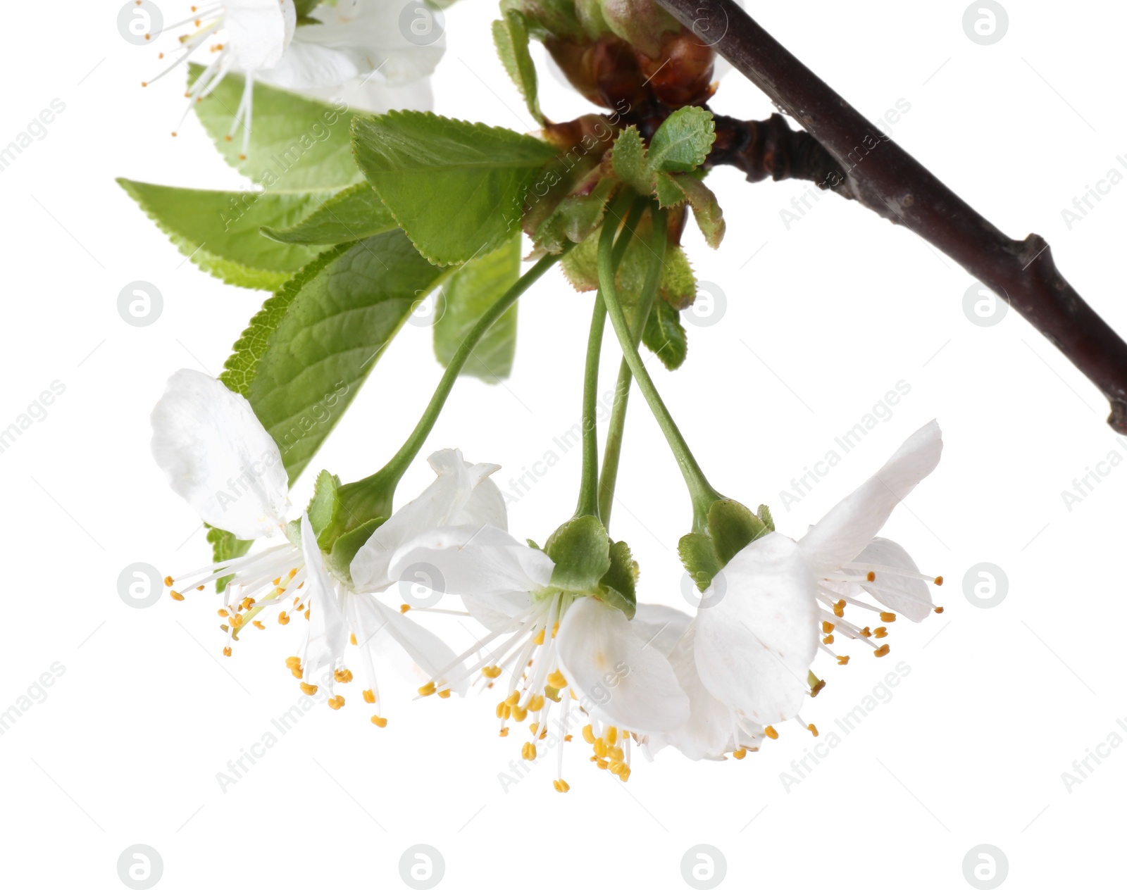 Photo of Spring branch with beautiful blossoms and leaves isolated on white