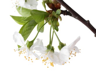 Spring branch with beautiful blossoms and leaves isolated on white