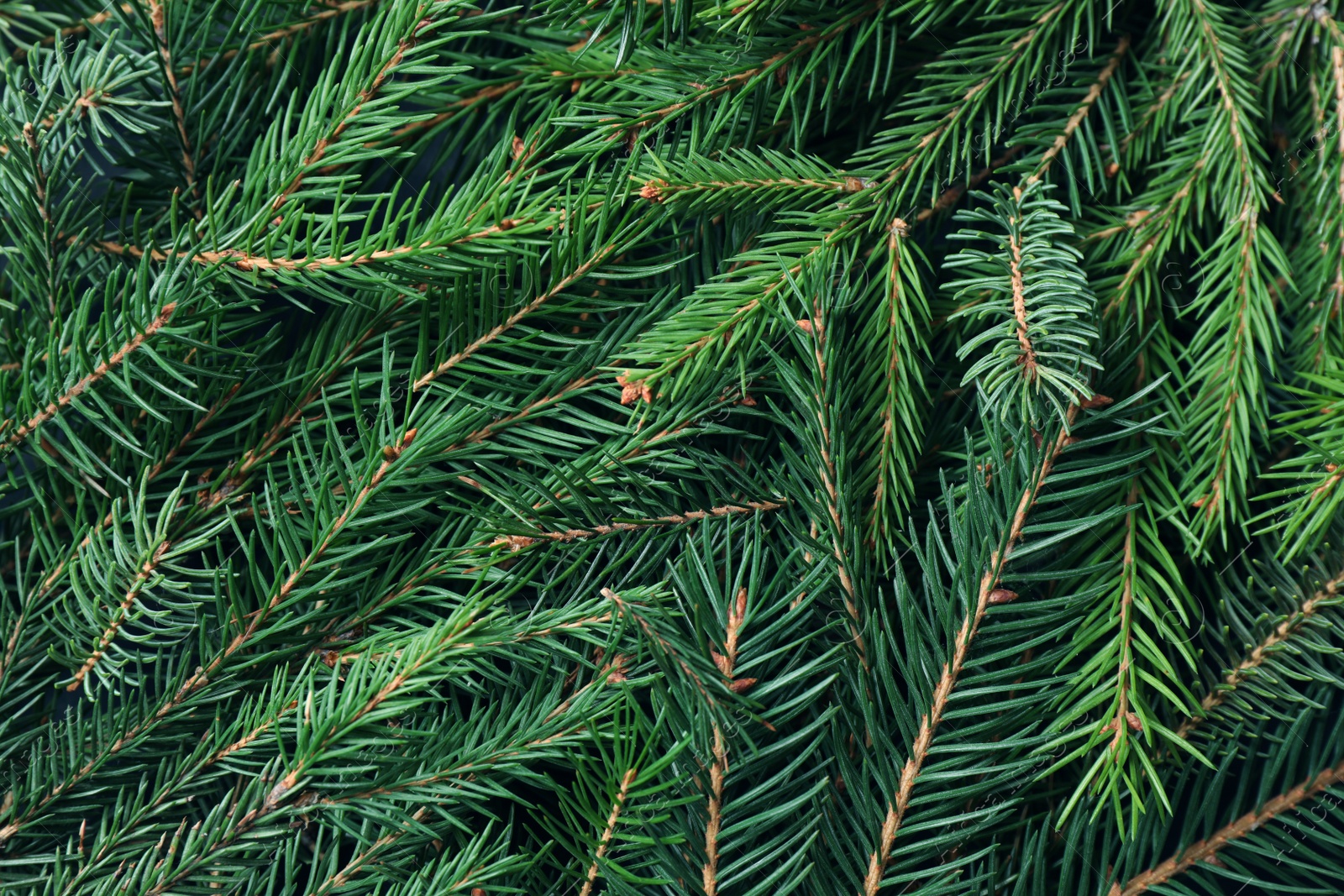 Photo of Branches of fir tree as background, closeup