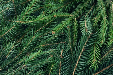 Photo of Branches of fir tree as background, closeup