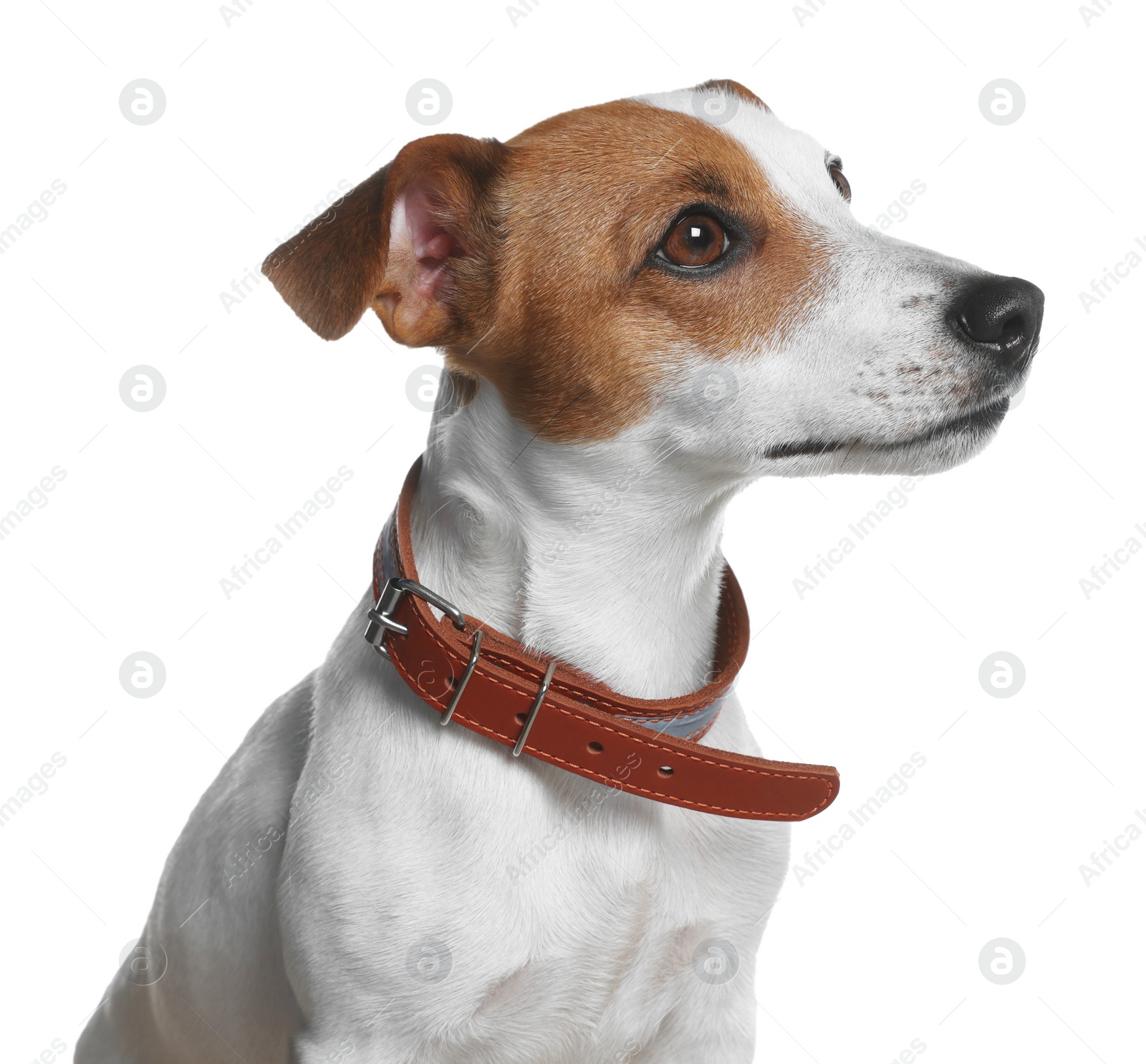 Photo of Adorable Jack Russell terrier with collar on white background