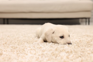 Photo of Cute little puppy lying on beige carpet indoors. Space for text