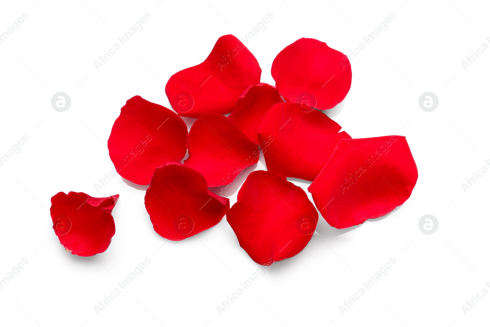 Photo of Many red rose petals on white background, top view