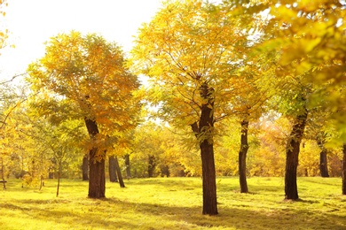 Beautiful trees with colorful leaves in park. Autumn landscape