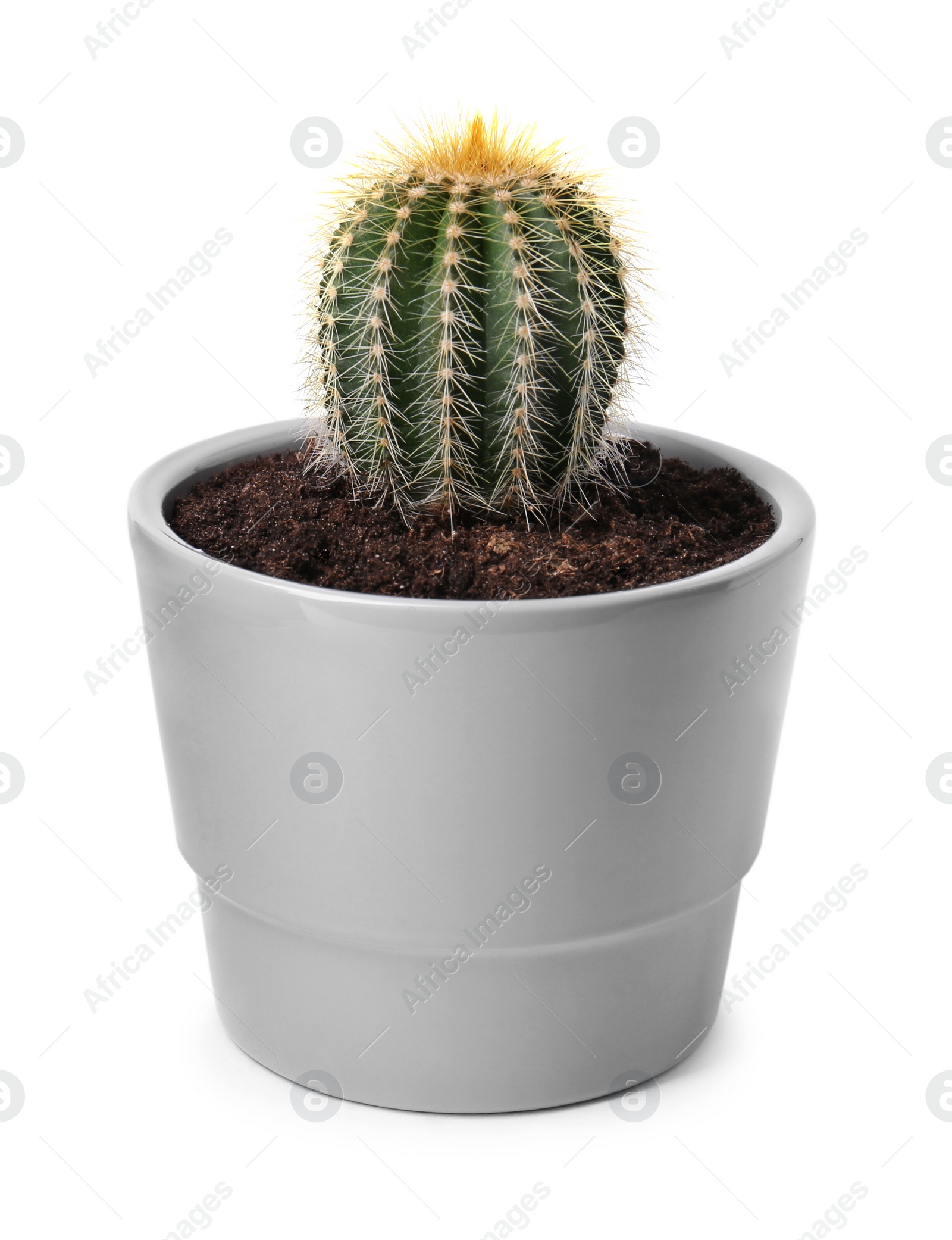 Photo of Beautiful green cactus in pot isolated on white