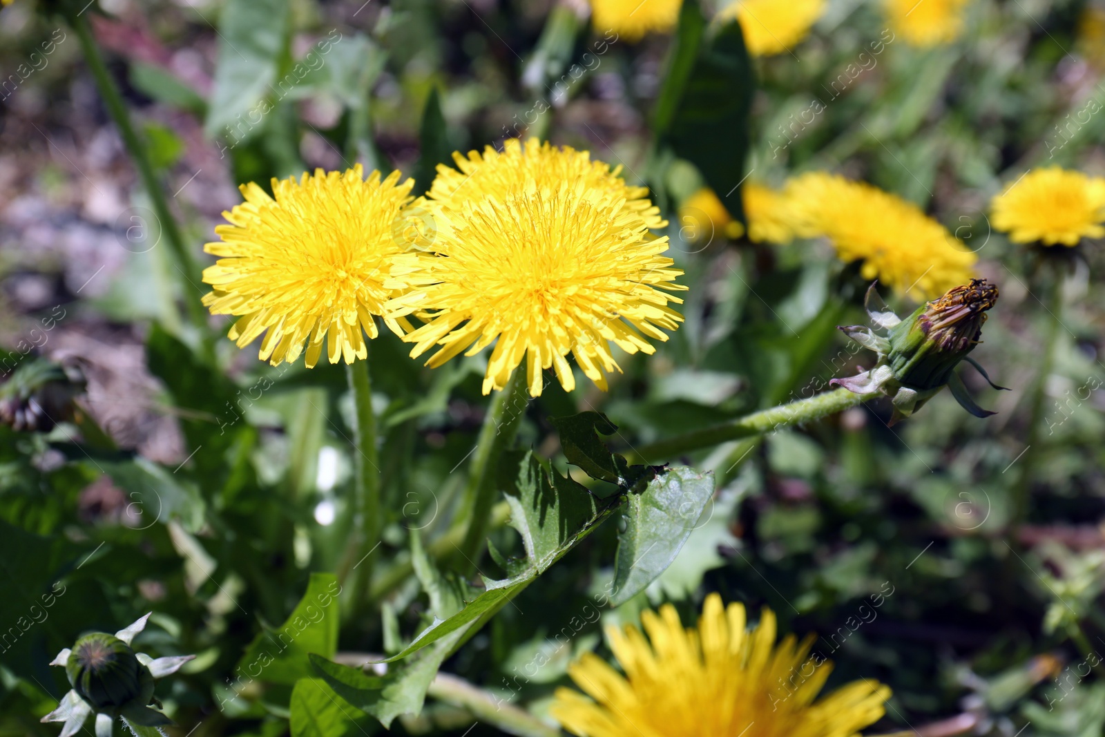 Photo of Beautiful blooming dandelions in green meadow, closeup