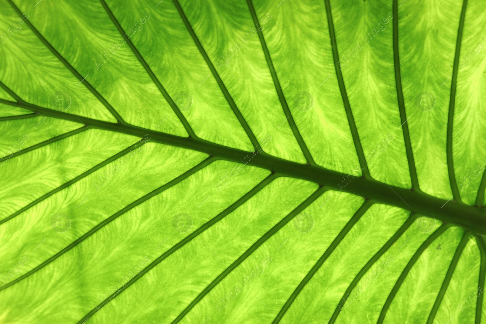 Photo of Beautiful tropical leaf, closeup. Lush exotic foliage