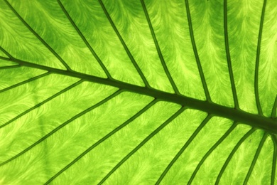 Photo of Beautiful tropical leaf, closeup. Lush exotic foliage