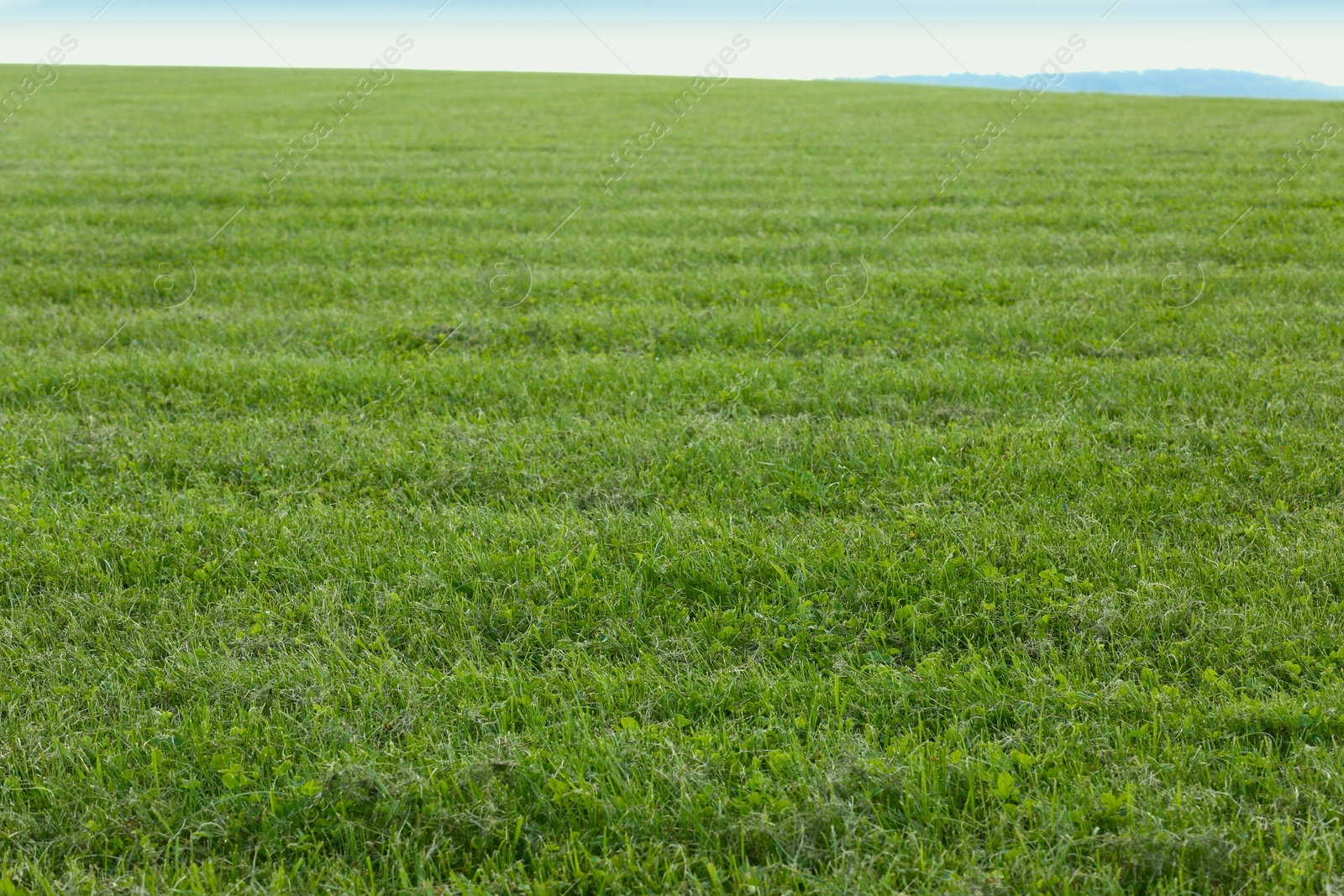 Photo of Beautiful lawn with bright green grass outdoors