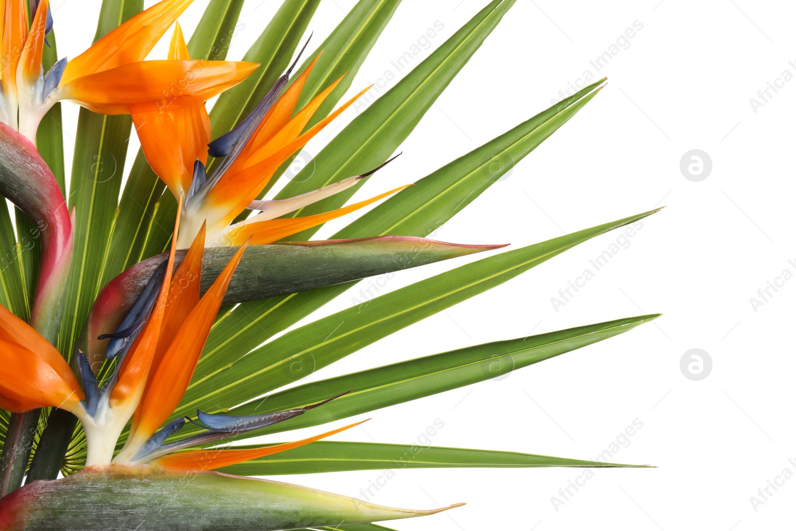 Photo of Bird of Paradise tropical flower on white background, closeup