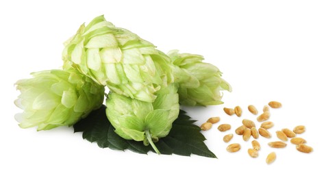 Fresh green hops and wheat grains on white background