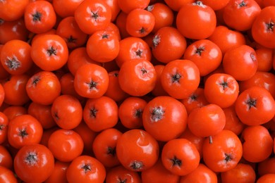 Top view of many red rowan berries as background, closeup