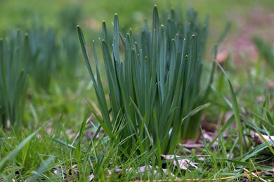 Photo of Daffodil plants growing in garden. Spring flowers