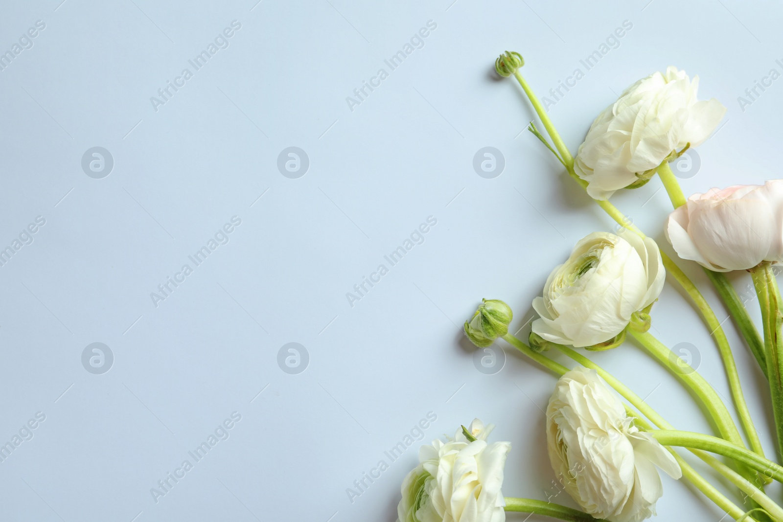 Photo of Beautiful ranunculus flowers on white background