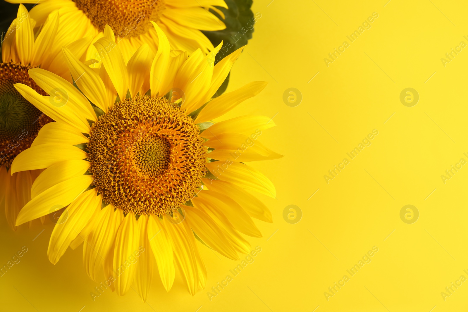 Photo of Beautiful bright sunflowers on yellow background. Space for text