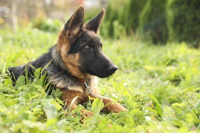 Cute German shepherd puppy on green grass outdoors, space for text