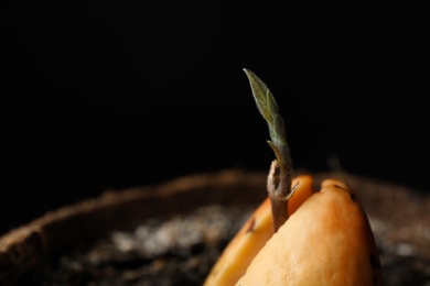 Photo of Avocado pit with sprout in pot, closeup