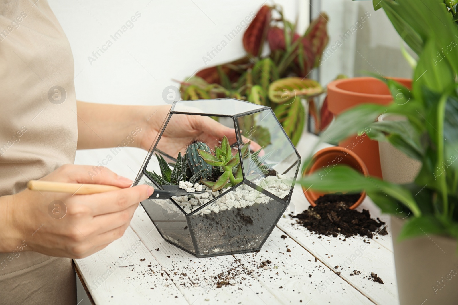 Photo of Woman transplanting home plants into florarium on window sill, closeup