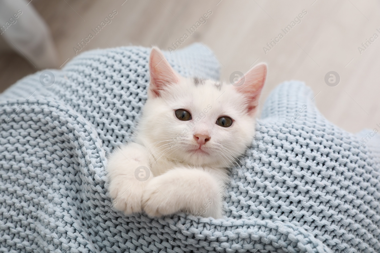 Photo of Cute white kitten on knitted plaid at home, top view