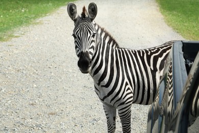 Photo of Beautiful striped African zebra near car in safari park