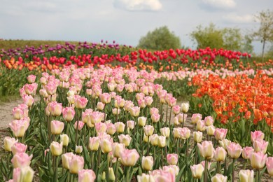 Photo of Beautiful colorful tulip flowers growing in field