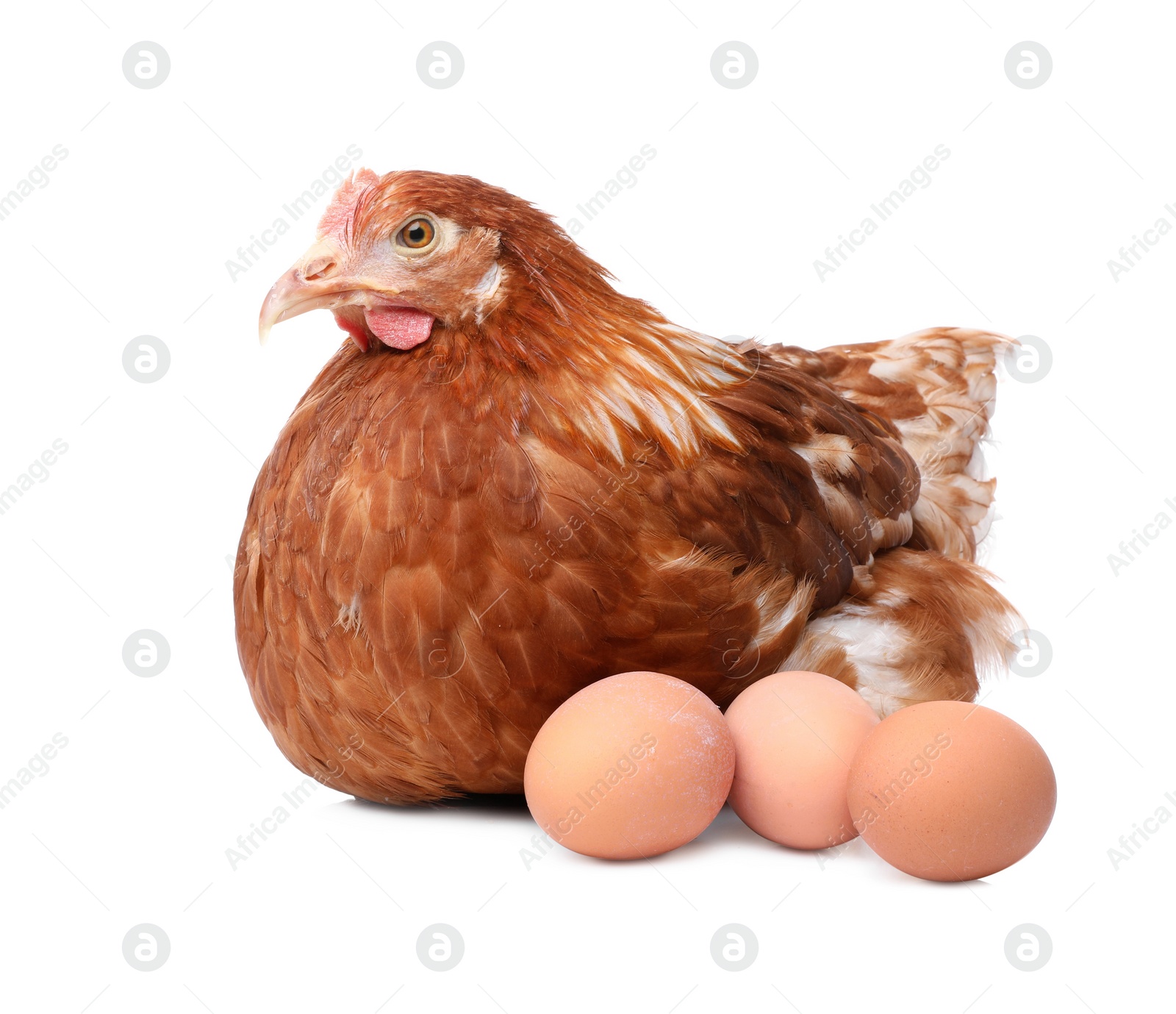 Photo of Chicken with eggs on white background. Domestic animal