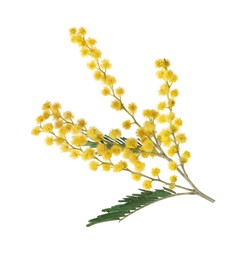 Beautiful mimosa plant with yellow flowers isolated on white